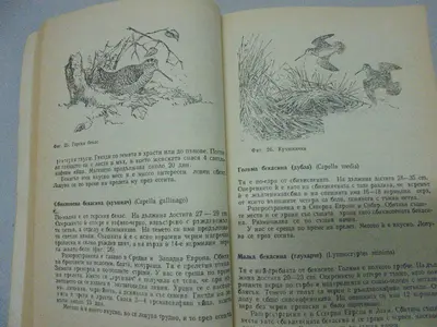 № 8780 Оригинален стар учебник „Ловно стопанство и рибовъдство“
